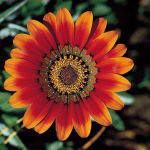 Meet your Posher, Alique